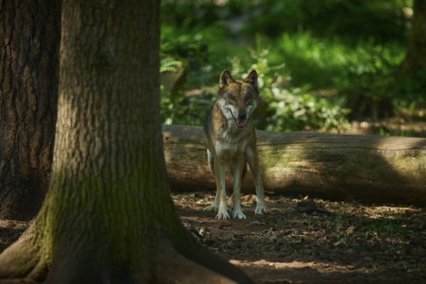 A wolf stands quietly behind a tree trunk in a shady forest, Wolf (Canis lupus), summer, Germany