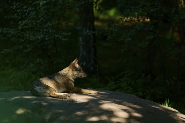 A wolf resting on a rock in a shady forest, illuminated by sunbeams, Wolf (Canis lupus), Summer, Germany