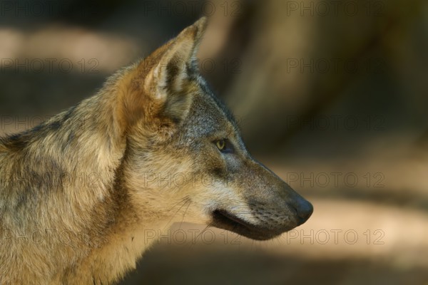 Close-up of a wolf with focussed gaze in natural surroundings, wolf (Canis lupus), summer, Germany
