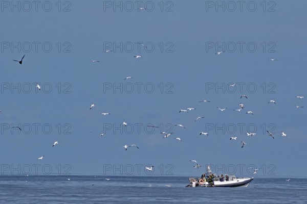 A boat on the sea surrounded by flying birds under a blue sky, boat tour, Noss, Shetland Islands, Scotland, United Kingdom