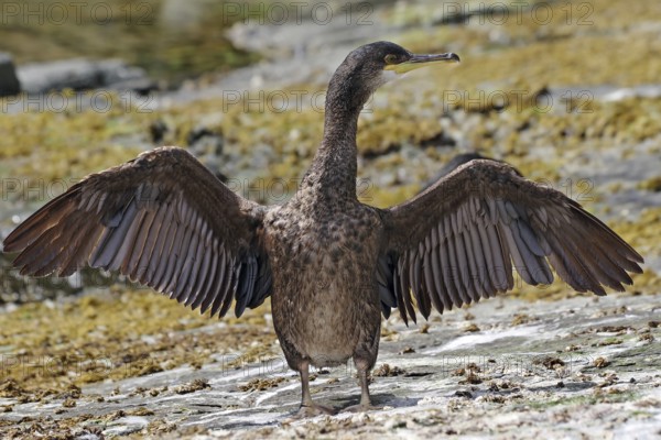 A shag spread its wings on a rock, boat trip, Noss, Shetland Islands, Scotland, Great Britain