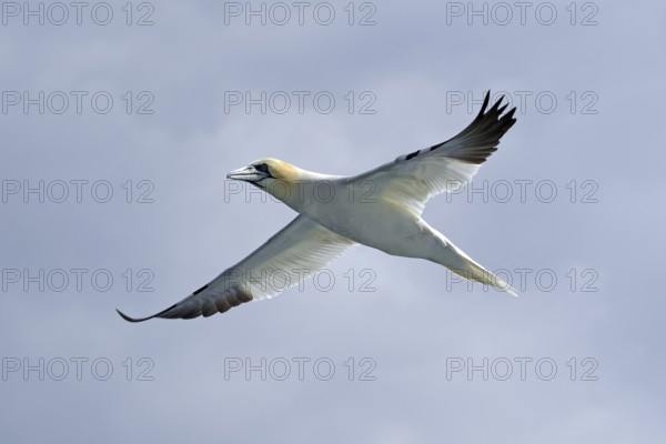 A gannet in flight against the cloudy sky, boat trip, Noss, Shetland Islands, Scotland, Great Britain