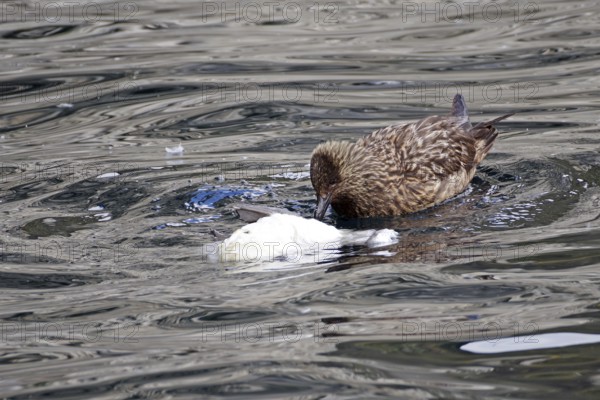 A skua floats on the water surrounded by waves and feeds on a dead gannet, boat tour, Noss, Shetland Islands, Scotland, United Kingdom