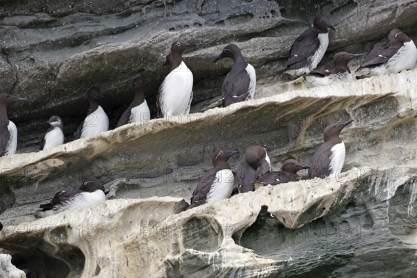 Guillemots sitting in groups on craggy rocks, boat trip, Noss, Shetland Islands, Scotland, Great Britain