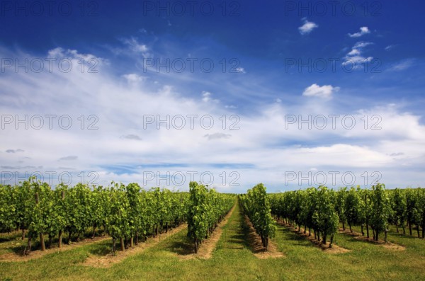 Rows of lush green grapevines stretch across the landscape of St Emilion, bathed in sunlight. The vibrant sky adds a picturesque backdrop, enhancing the beauty of the region's viticulture. France