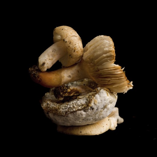 Two mushrooms are curiously stacked on top of each other, presenting a harmonious blend of shapes and colors. The dark background enhances their unique textures, highlighting nature's artistry