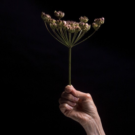 A hand gently grasps a slender flower stem with multiple small blossoms against a dark backdrop, emphasizing the elegance and fragility of nature during quiet moments