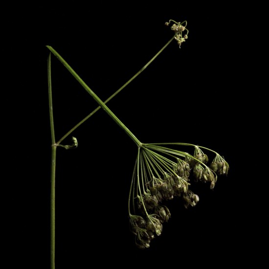 This wildflower, showcasing intricate details of its stem and blossoms, highlights nature's beauty against a dark backdrop in France, perfect for editorial and commercial applications