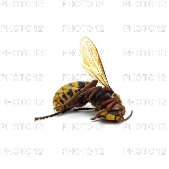 Dead hornet on white background illustrating the impact of environmental changes on pollinator populations in nature