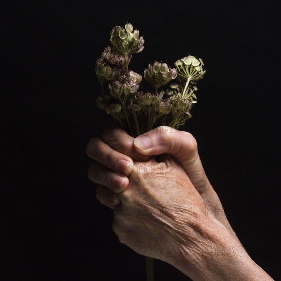 A pair of hands grips a bundle of dried flowers, showcasing detailed textures and the contrast against a dark background. This moment captures a sense of nature's fleeting beauty