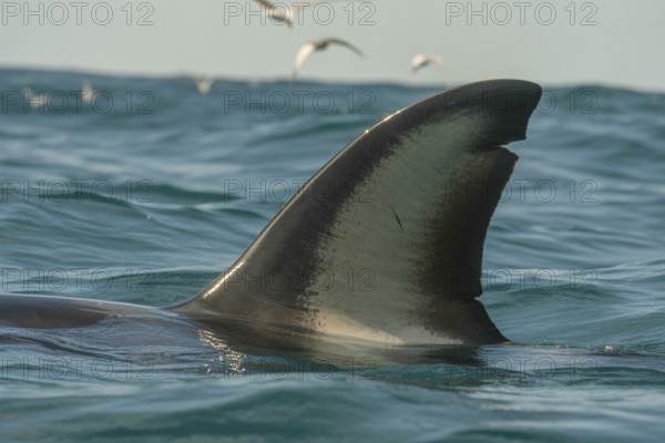 Shark fin breaking ocean surface. Symbol of fear and marine predator. Genertaive ai, AI generated