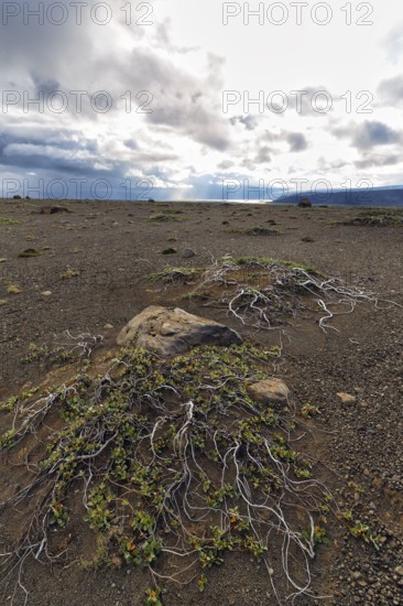 Barren stony volcanic landscape at Kjalvegur Kjölur, sparse vegetation, dramatic cloudy sky, Icelandic highlands, Suðurland, Sudurland, Iceland