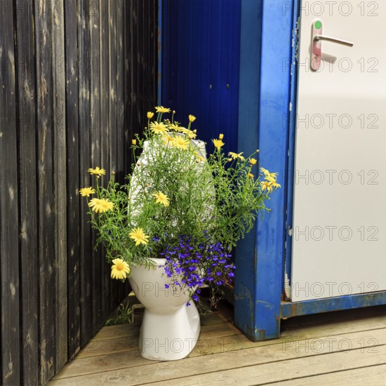 Original flower pot, yellow and blue flowers, discarded toilet bowl, public toilet, toilet block, Iceland