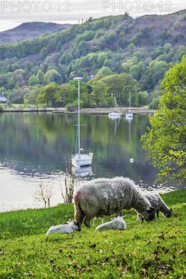 Sheeps over Windermere Lake, Ambleside, Lake District, Cumbria, England, United Kingdom