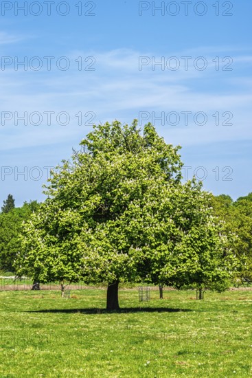 Shugborough Estate, National Trust House and garden, Great Haywood, Staffordshire, England, United Kingdom