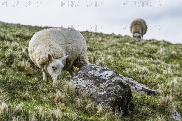 Sheeps on farms over Neist Point Lighthouse, Isle of Skye, Scotland, UK
