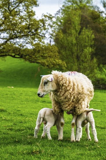 Sheeps, Pooley Bridge, Ullswater Lake, Lake District National Park, Cumbria, England, United Kingdom