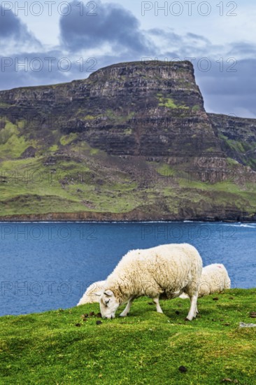 Sheeps on farms over Neist Point Lighthouse, Isle of Skye, Scotland, UK