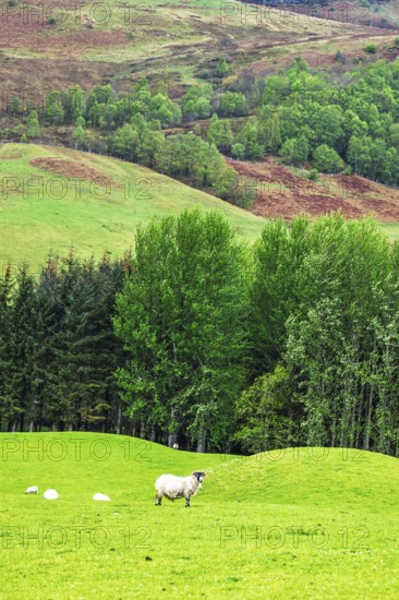 Sheeps on farms in West Highlands Farms, Scotland, UK