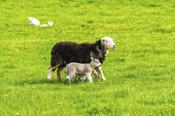 Sheeps, Pooley Bridge, Ullswater Lake, Lake District National Park, Cumbria, England, United Kingdom
