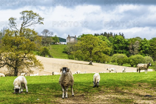 Sheeps on farms over Ullswater Lake, Lake District National Park, Cumbria, England, United Kingdom