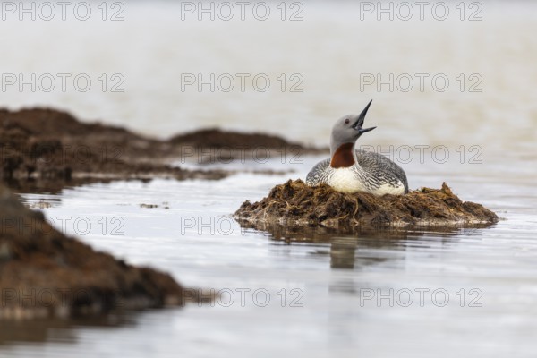 Red-throated diver (Gavia stellata) breeding on the nest, Aventdalen, Longyearbyen, Spitsbergen, Svalbard