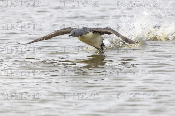 Red-throated diver (Gavia stellata) taking off on the water, Aventdalen, Longyearbyen, Spitsbergen, Svalbard
