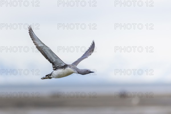 Red-throated diver (Gavia stellata) in flight, Aventdalen, Longyearbyen, Spitsbergen, Svalbard