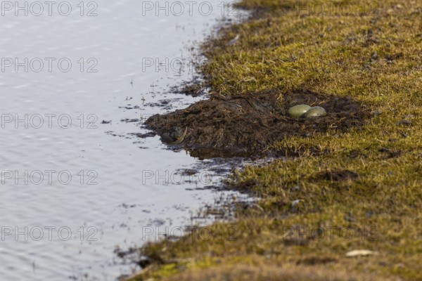 Red-throated diver (Gavia stellata) clutch in nest, eggs, Aventdalen, Longyearbyen, Spitsbergen, Svalbard