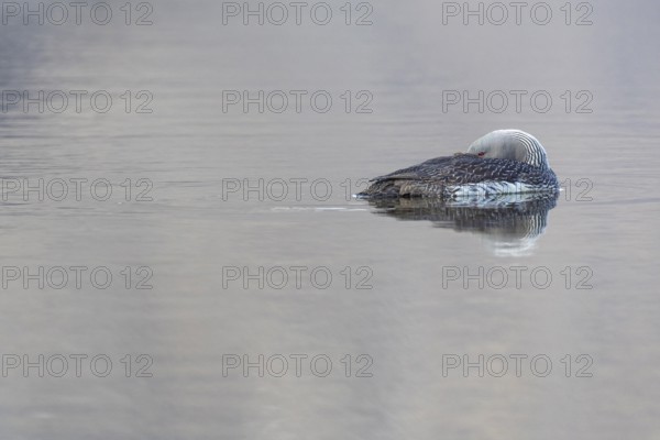 Red-throated diver (Gavia stellata) resting on the water, Aventdalen, Longyearbyen, Spitsbergen, Svalbard