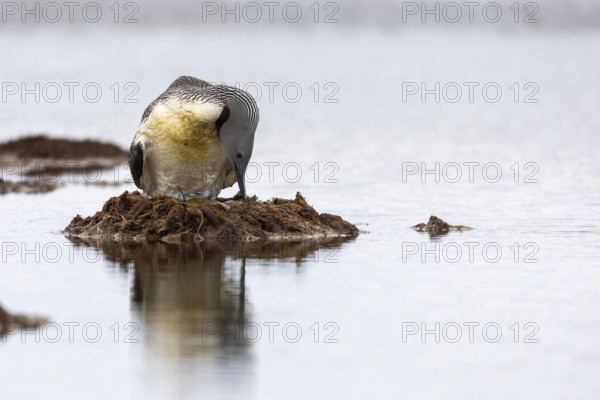 Red-throated diver (Gavia stellata) turning eggs in the nest, Aventdalen, Longyearbyen, Spitsbergen, Svalbard
