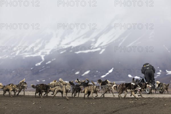 Husky (Canidae) pulling a sled with wheels, Aventdalen, Longyearbyen, Spitsbergen, Svalbard