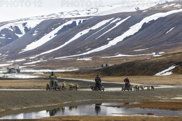 Husky (Canidae) pulling sledges with wheels, Aventdalen, Longyearbyen, Spitsbergen, Svalbard