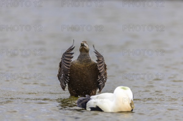 Eider duck (Somateria mollissima), hen grooming her feathers, duck birds (Anatidae), Aventdalen, Longyearbyen, Spitsbergen, Svalbard