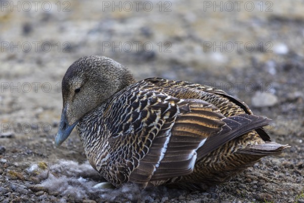 Eider duck (Somateria mollissima), hen brooding on the nest, duck birds (Anatidae), Aventdalen, Longyearbyen, Spitsbergen, Svalbard