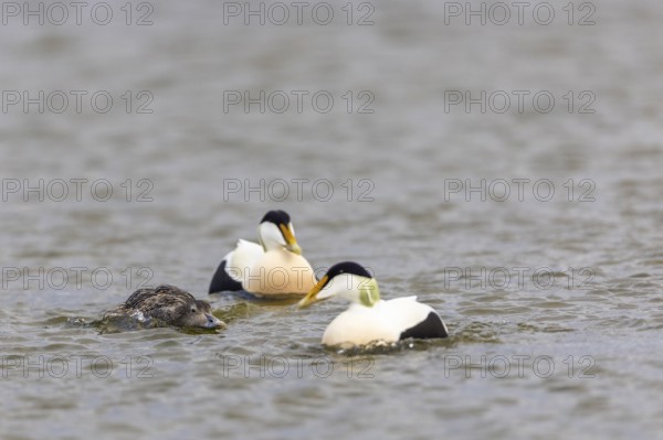 Eider duck (Somateria mollissima), hen with drake during mating behaviour, duck birds (Anatidae), Aventdalen, Longyearbyen, Spitsbergen, Svalbard