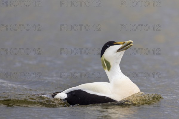 Common Eider (Somateria mollissima), drake on the water, duck birds (Anatidae), Aventdalen, Longyearbyen, Spitsbergen, Svalbard