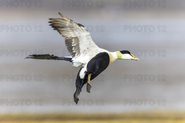 Eider duck (Somateria mollissima), drake flying, duck birds (Anatidae), Aventdalen, Longyearbyen, Spitsbergen, Svalbard