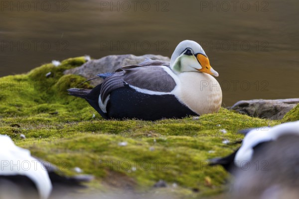 Common Eider (Somateria mollissima), drake sitting on land, duck birds (Anatidae), Aventdalen, Longyearbyen, Spitsbergen, Svalbard