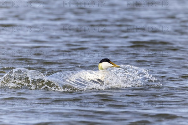 Common eider (Somateria mollissima), drake landing in the water, Aventdalen, Longyearbyen, Spitsbergen, Svalbard