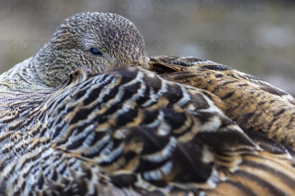 Eider duck (Somateria mollissima), hen, portrait, duck birds (Anatidae), Aventdalen, Longyearbyen, Spitsbergen, Svalbard