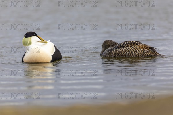 Eider duck (Somateria mollissima), hen with drake, duck birds (Anatidae), Aventdalen, Longyearbyen, Spitsbergen, Svalbard
