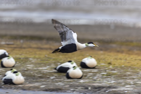 Common Eider (Somateria mollissima), drake in flight, duck birds (Anatidae), Aventdalen, Longyearbyen, Spitsbergen, Svalbard