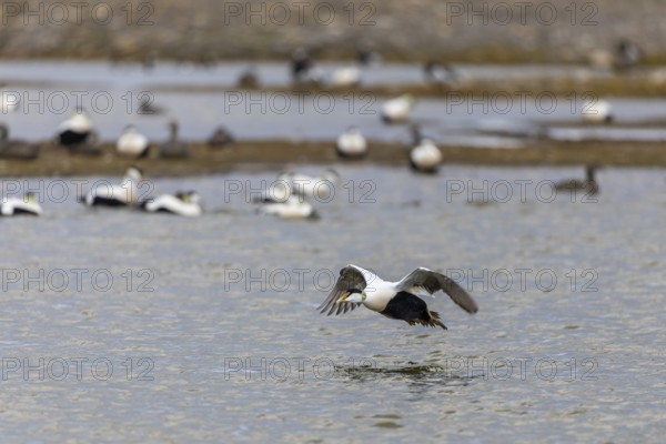 Eider duck (Somateria mollissima), drake starting to fly, duck birds (Anatidae), Aventdalen, Longyearbyen, Spitsbergen, Svalbard