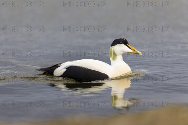 Common Eider (Somateria mollissima), drake swimming on the water, reflection, duck birds (Anatidae), Aventdalen, Longyearbyen, Spitsbergen, Svalbard