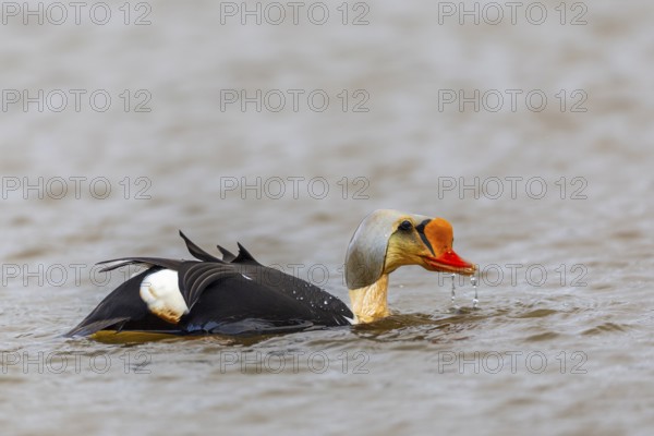 Common Eider (Somateria spectabilis), drake swimming on the water, reflection, duck birds (Anatidae), Aventdalen, Longyearbyen, Spitsbergen, Svalbard