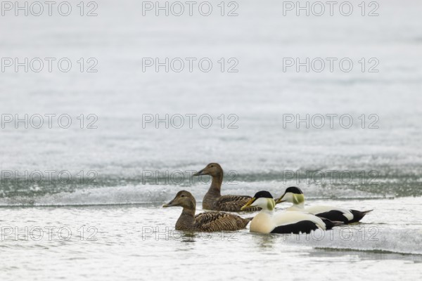 Eider duck (Somateria mollissima), group swimming at the ice edge, duck birds (Anatidae), Aventdalen, Longyearbyen, Spitsbergen, Svalbard