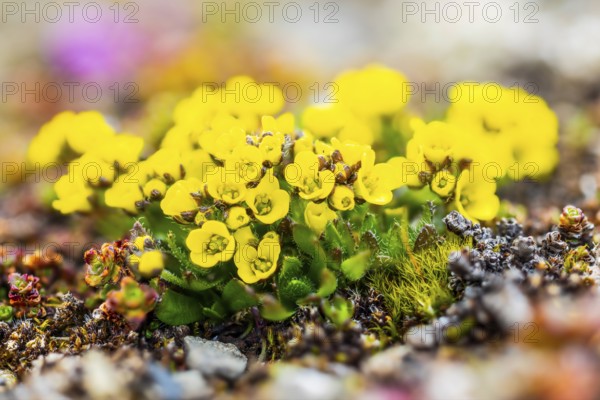 Draba, Brassiacaceae, Spitsbergen, Svalbard