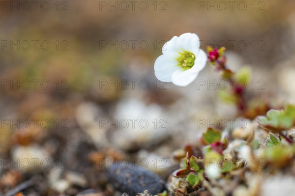 Saxifraga cernua (Saxifraga cernua), Saxifragaceae, Bamsebu, Spitsbergen, Svalbard
