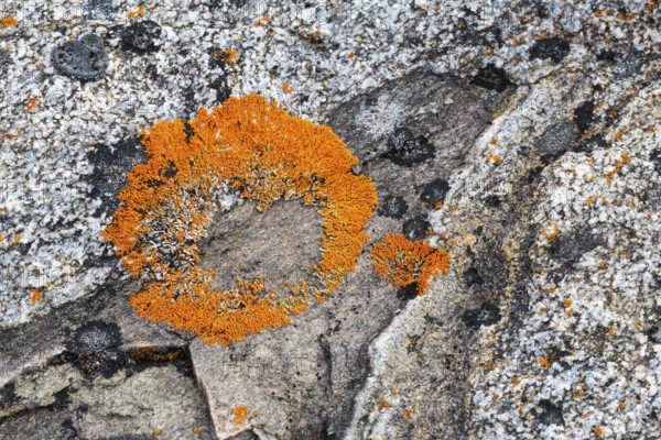 (Caloplaca biatorina), lichen, stone, Spitsbergen, Svalbard